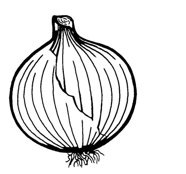 Лук репчатый