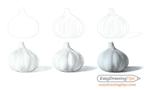 Лук скетч репчатый