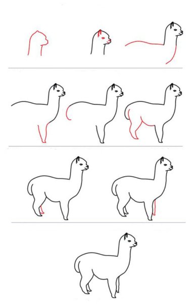 Альпака Наброски