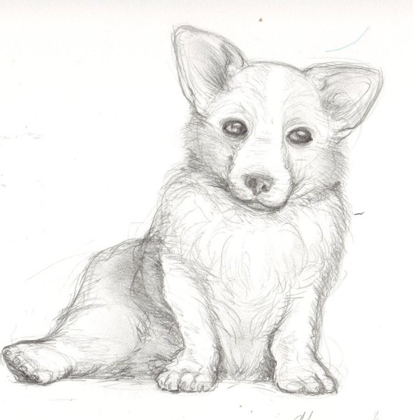 Корги рисуноктчерно белый