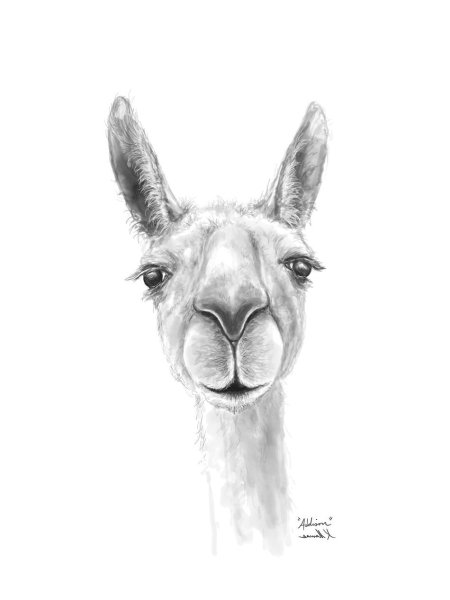 Лама рисунок раскраска