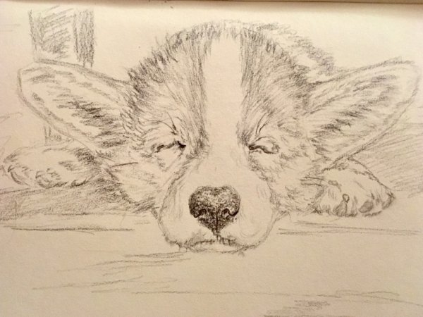 Корги Академический рисунок карандашом для срисовки