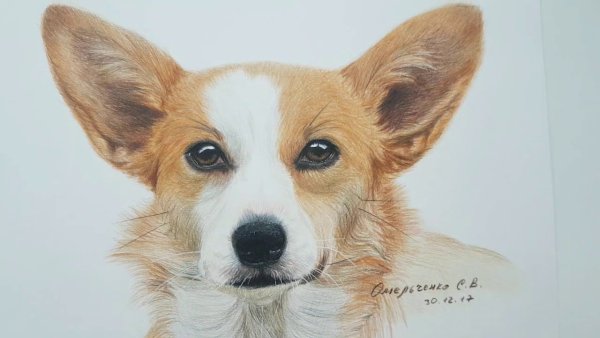 Корги цветными карандашами