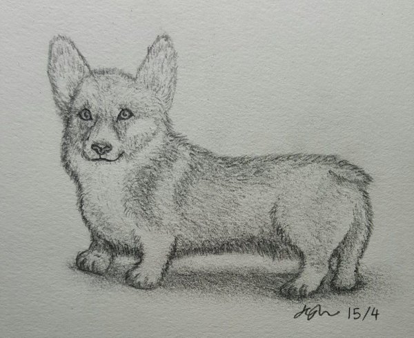 Рисование корги карандашом