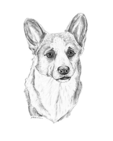 Вельш корги карандашом