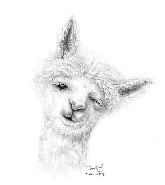 Лама карандашом
