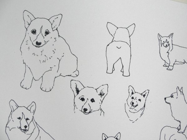 Корги пошаговое рисование