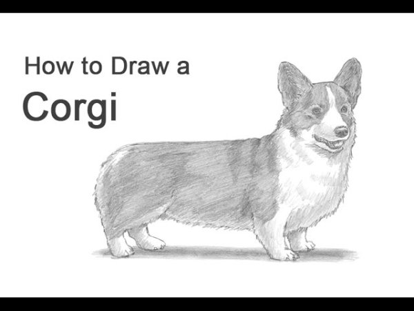 Собака корги