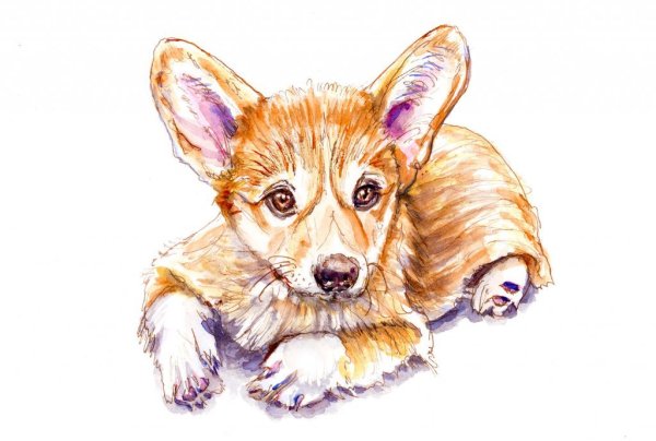 Корги карандашом