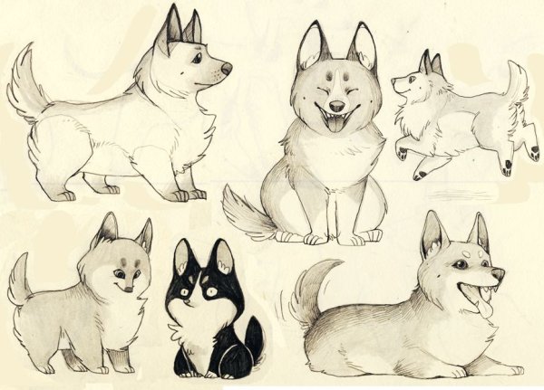 Корги набросок