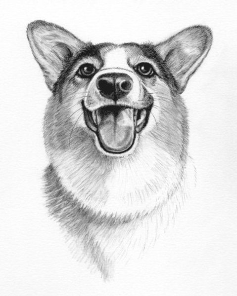 Эскиз корги карандашом