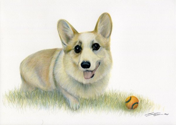 Собака корги для срисовки карандашом
