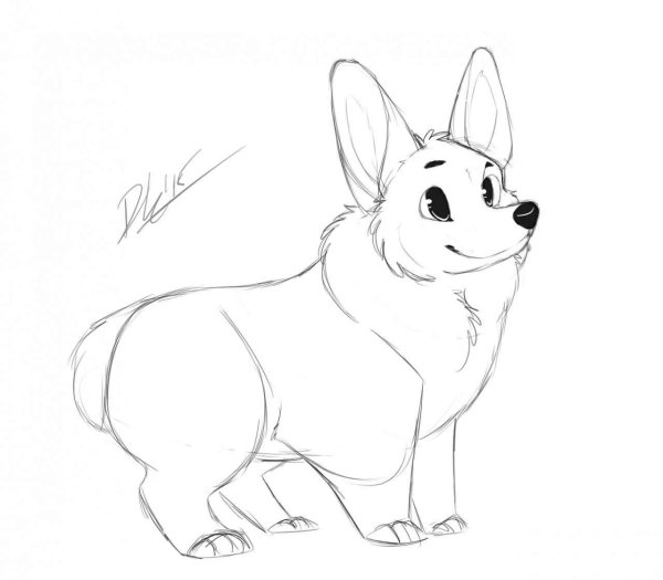 Корги пемброк раскраска