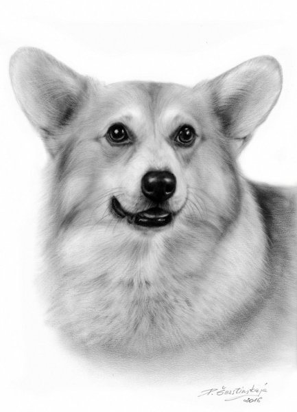 Корги карандашом