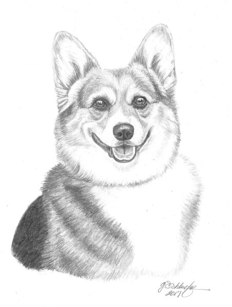 Корги эскиз