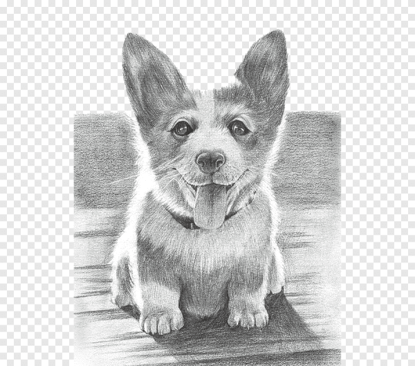 Корги Варди