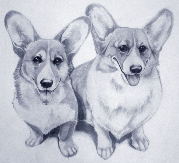 Корги карандашом