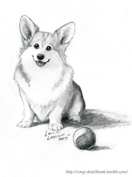 Корги карандашом