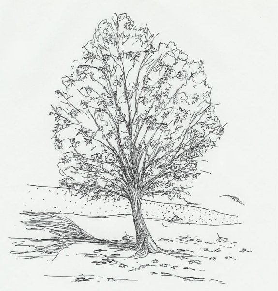 Осеннее дерево в графике