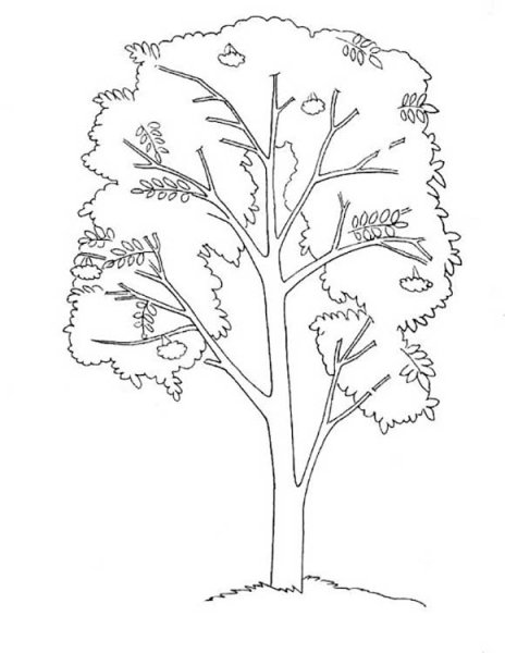 Дерево рябины шаблон