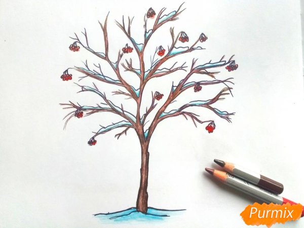 Рябина дерево рисунок