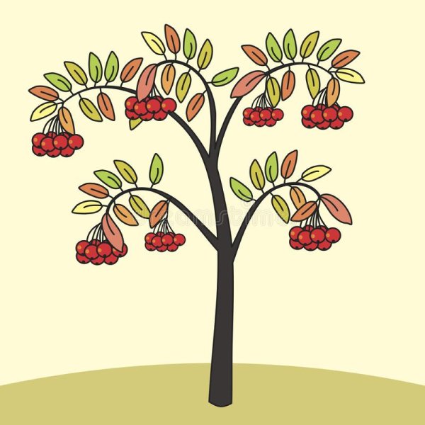 Рябина дерево контур