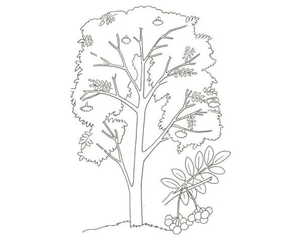 Рябина обыкновенная кустарник