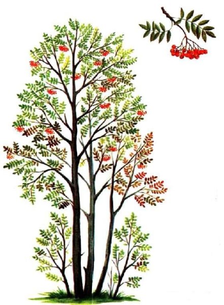 Куст рябины рисунок