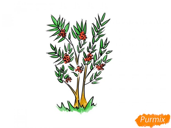 Рябина раскраска для детей