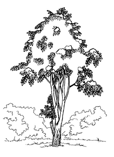 Рисование дерева рябины