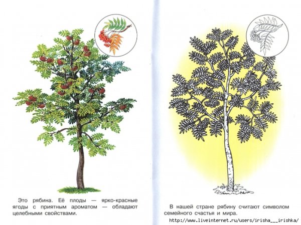 Раскраска рябина дерево