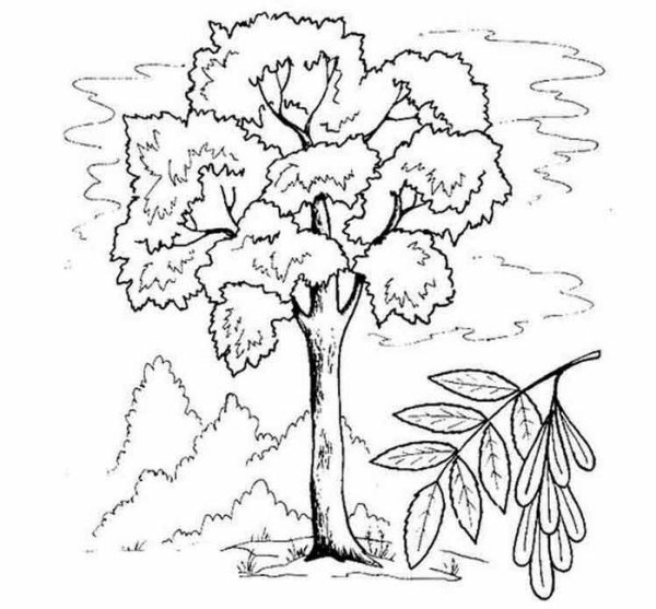 Нарисовать рябину поэтапно