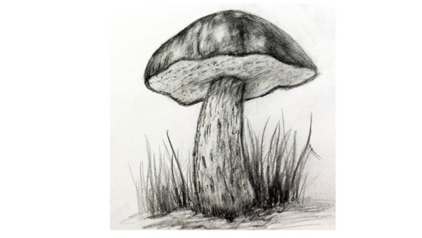 Гриб подосиновик раскраска для детей