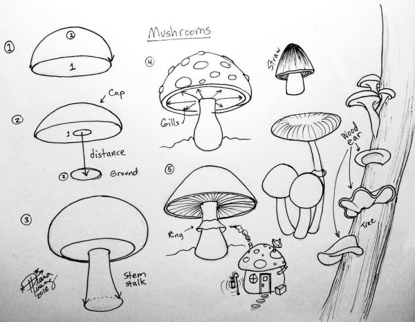 Разукрашка гриб мухомор