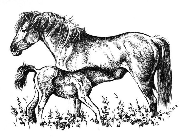 Табун лошадей гравюра