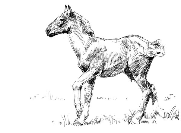 Жеребенок карандашом