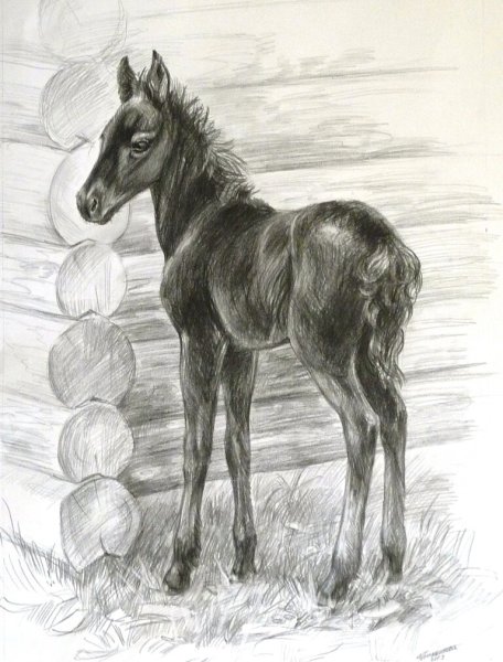 Жеребенок карандашом