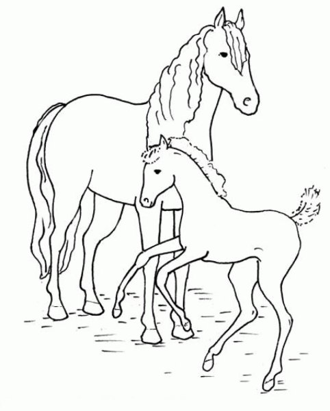 Раскраска лошадь с жеребенком