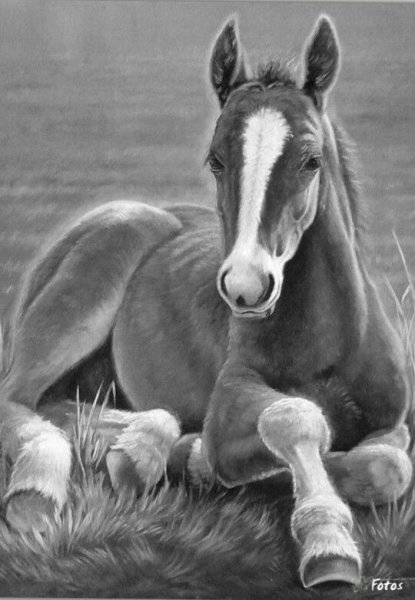 Лошадь с жеребенком карандашом