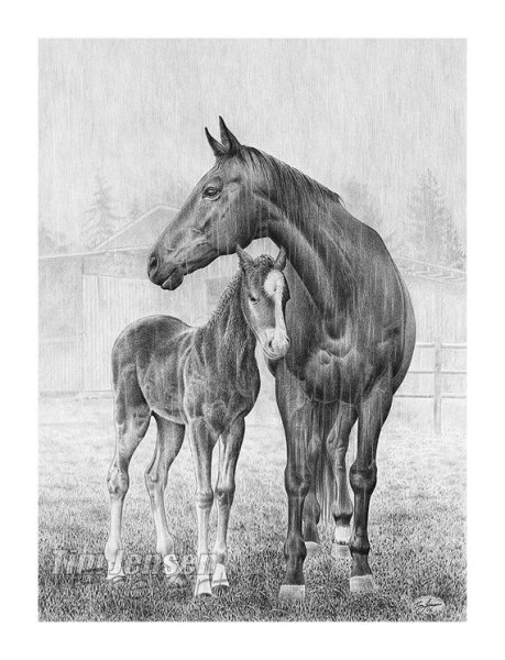Лошадь с жеребенком рисунок