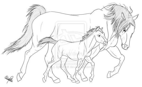Лошадь с жеребенком рисунок карандашом
