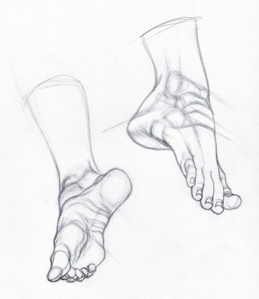 Анатомия ноги ступни референс