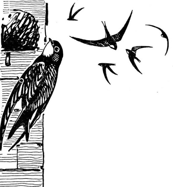 Нарисовать стрижа