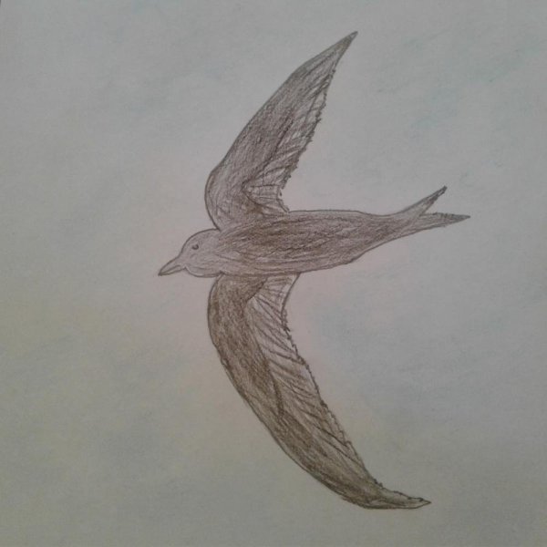 Поэтапное рисование стрижа