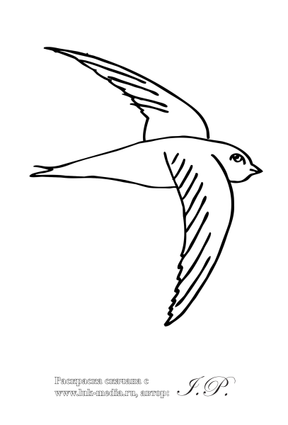 Стриж раскраска для детей