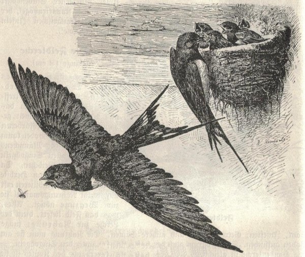 Ласточка рисунок карандашом