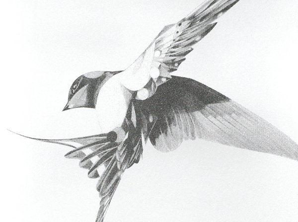 Эскиз Королевский Стриж