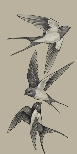 Ласточка референс