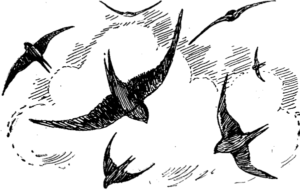 Ритм пятен птицы