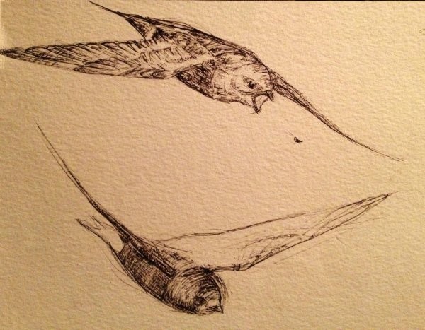 Наброски птиц